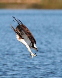 Osprey diving for a fish